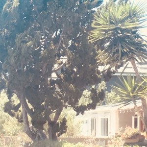 Lana _ Venice Bitch cover